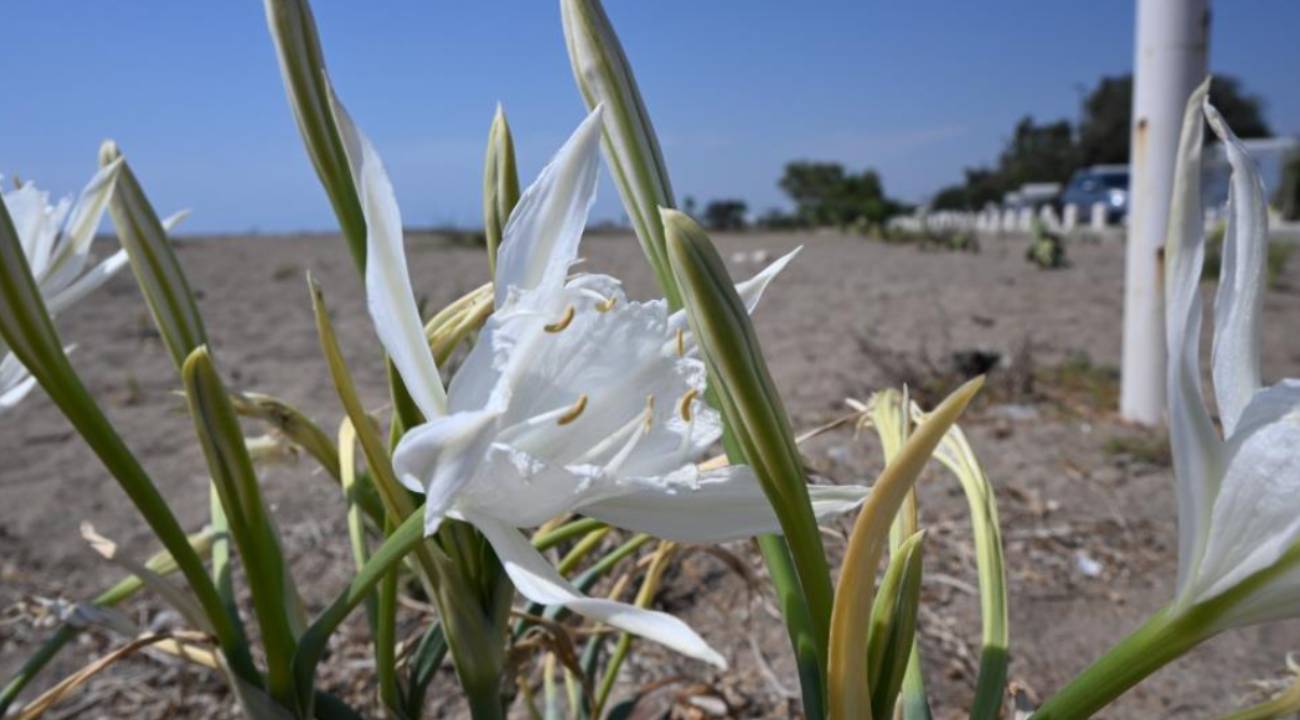 Nesli tehlikede... Bu bitkiyi koparmanın cezası 557 bin lira