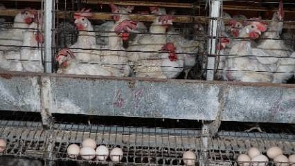 Yeri olmadığı için 210 metrekarelik çadırda 300 tavukla başladı... Şimdi ise 5 bin yumurta üretiyor...