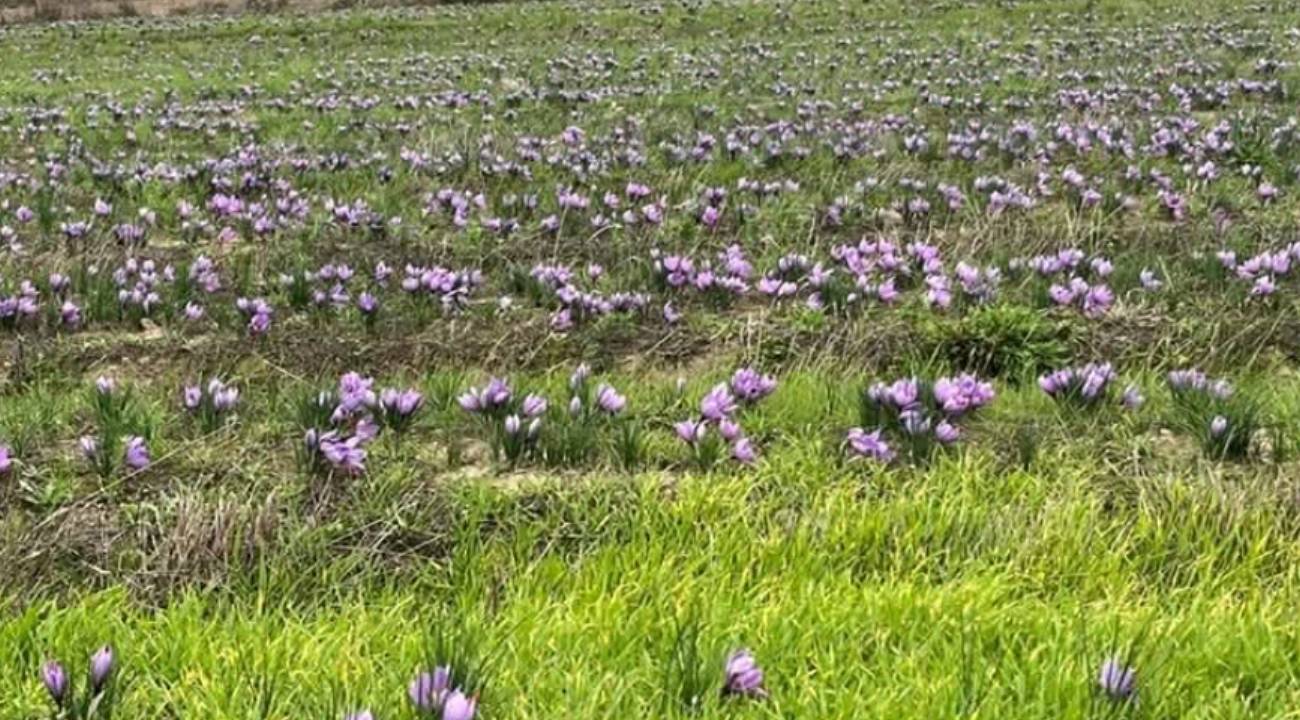 Tekirdağ tarımının yeni umudu... Gramı altınla yarışıyor