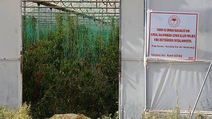 Bölümünü okudu, hibe aldı: 1500 metrekare alanda yıllık 10-15 ton ürün yetiştiriyor
