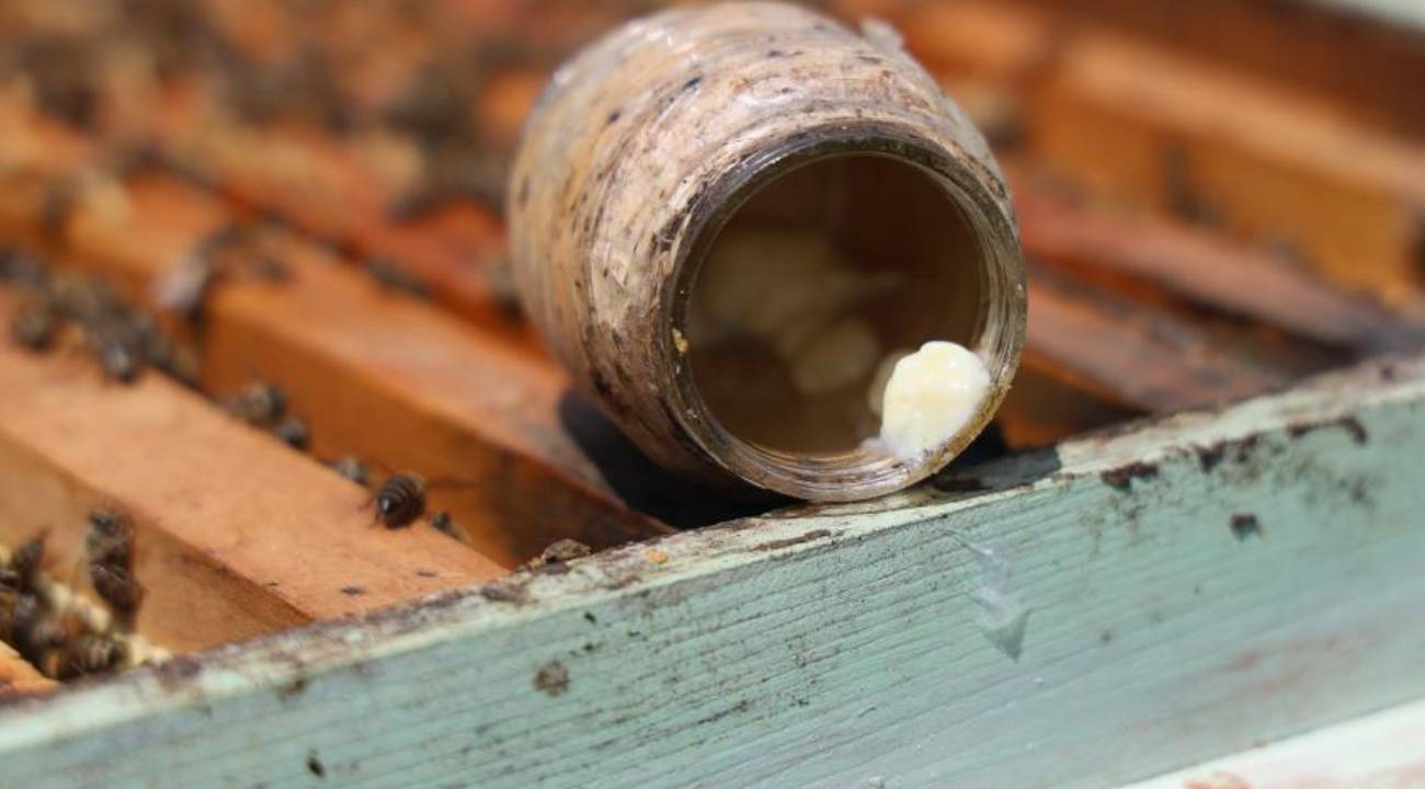 Dünyanın en pahalı yiyeceklerinden biri: Kilosu 45 bin TL'den alıcı buluyor...