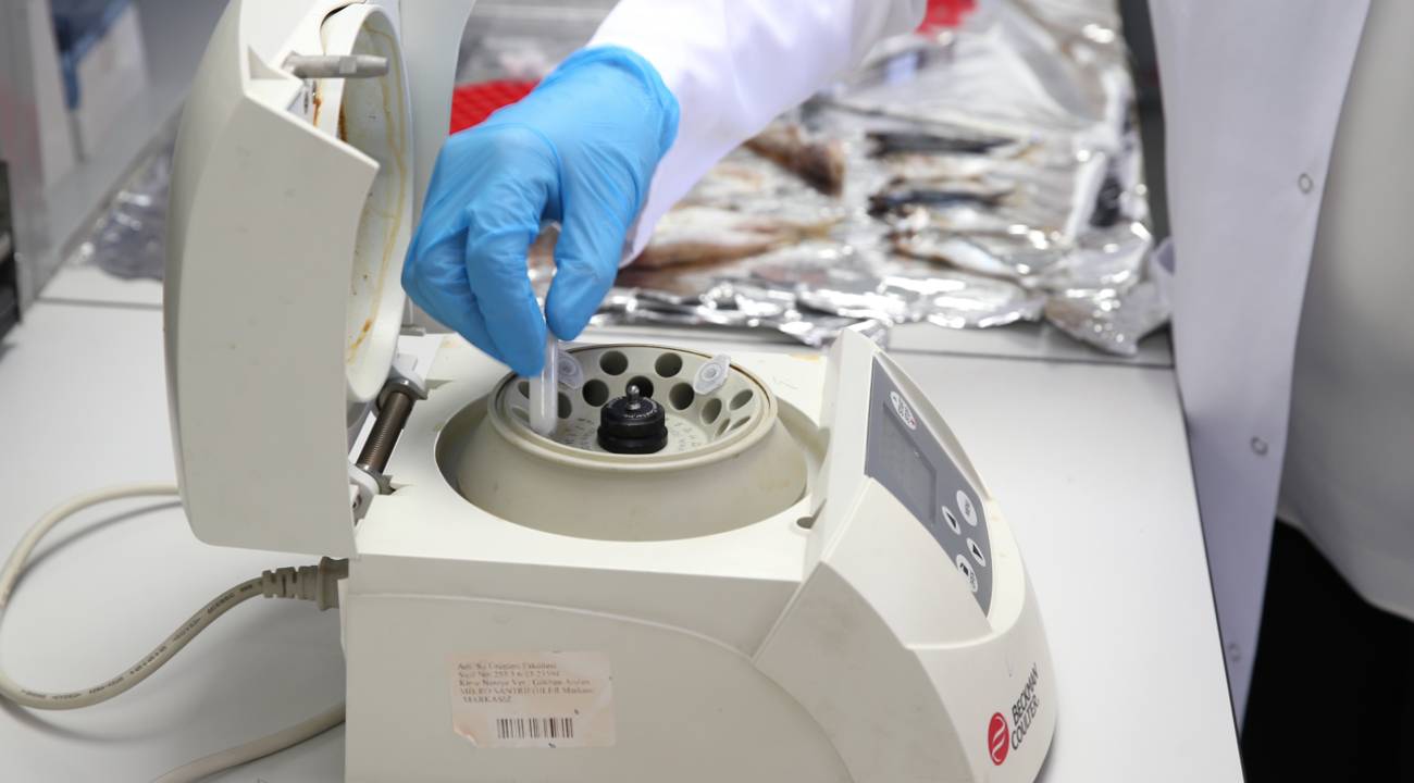 Mikroplastik alarmı: İstavrit, Barbun ve Mezgit 24 biyobelirteçle incelendi