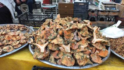 Melki Mantarı bereketi: Kilosu 400 liradan 100 liraya düştü