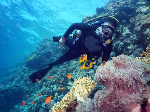 Engel tanımayan paletler: Kızıldeniz’in mercanları arasında bir azim öyküsü