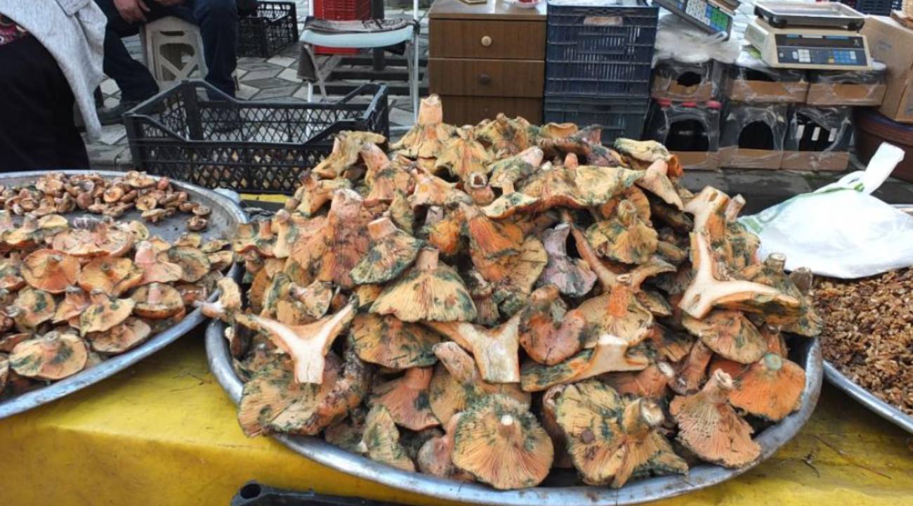 Melki Mantarı bereketi: Kilosu 400 liradan 100 liraya düştü