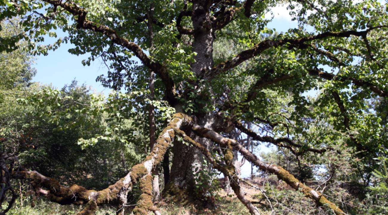 Kastamonu'nun Gizli Hazinesi: 1500'lü yıllardan beri meyve veriyor...