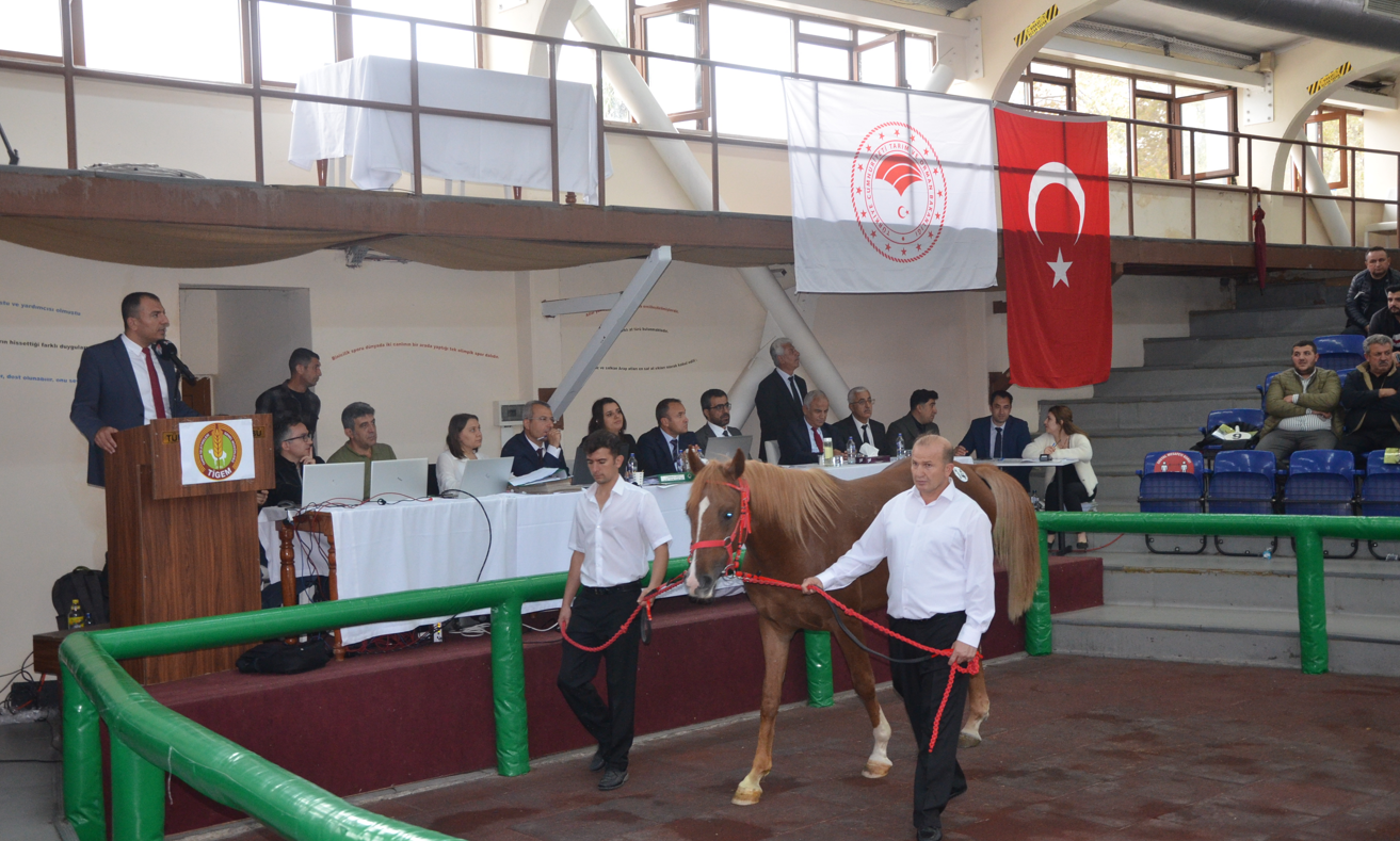 Günün rekortmeni 'Torlak'... İşte satış fiyatı-2