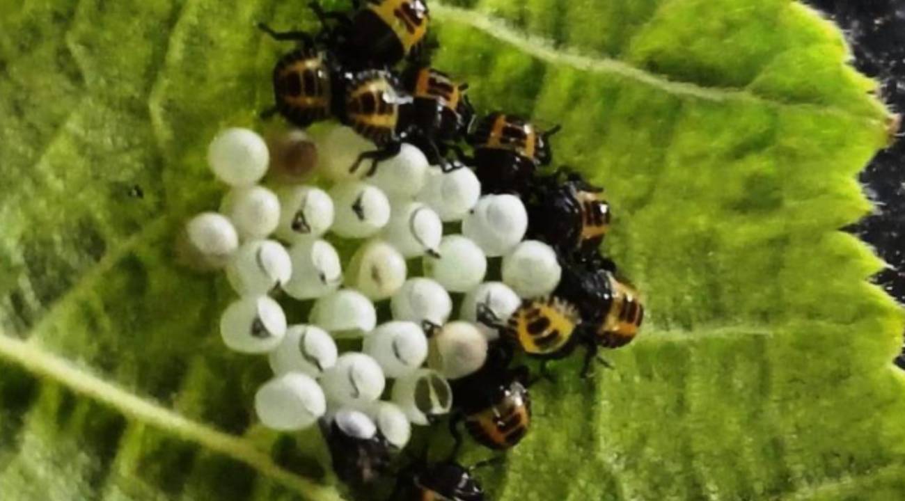 Kritik dönem başlıyor: "Samuray arıcığının yumurtaları korunmalı"