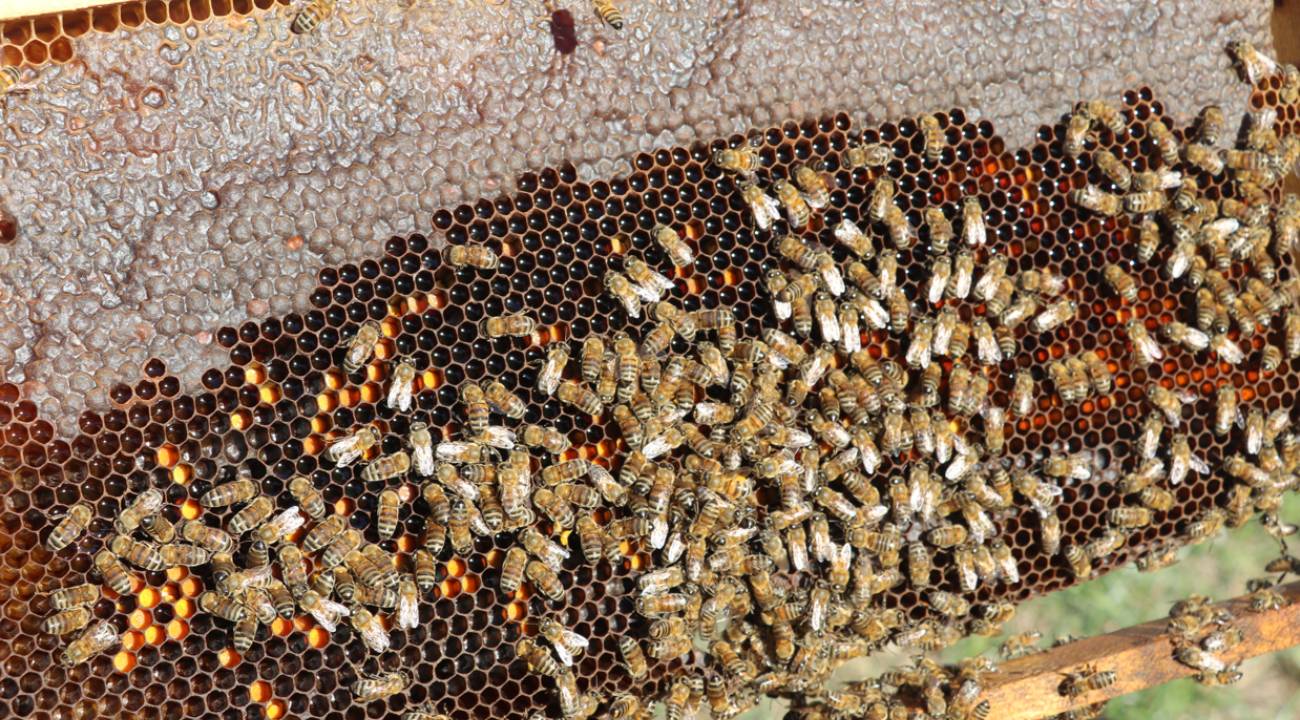 Ejder Meyvesi verimini artırıp, tropikal balın mucidi oldu