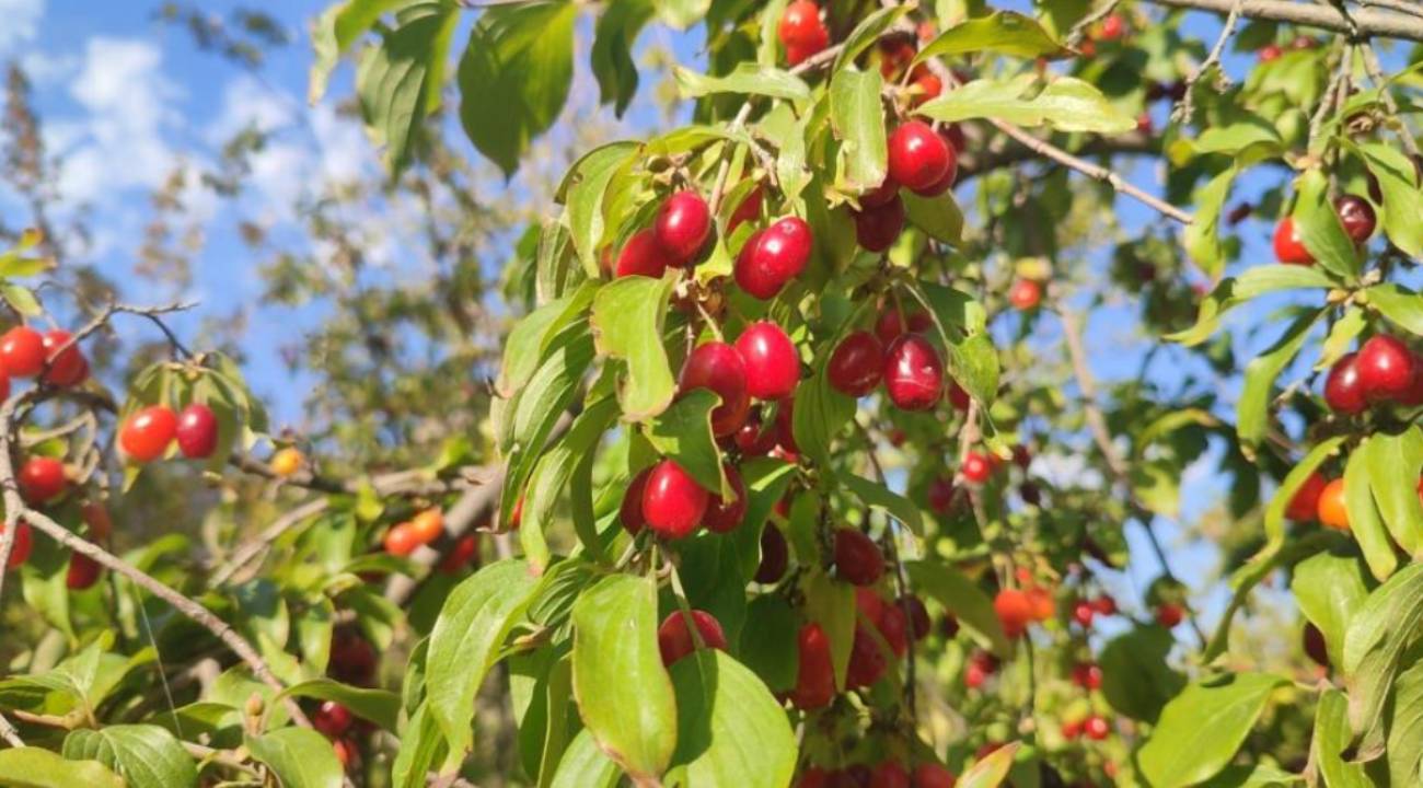 Doğanın eşsiz şifa kaynağı, tansiyon düzenleyici ve antioksidan deposu