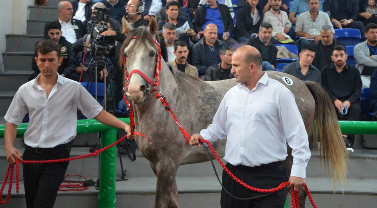 Günün rekortmeni 'Torlak'... İşte satış fiyatı