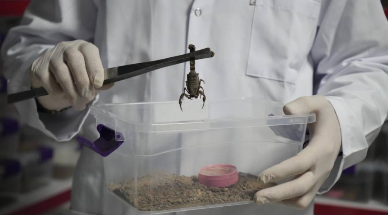 Sessiz ve karanlık odaların gizemi: 1 Gramı için 400 akrep... Niğde'de akrep zehri üretimi