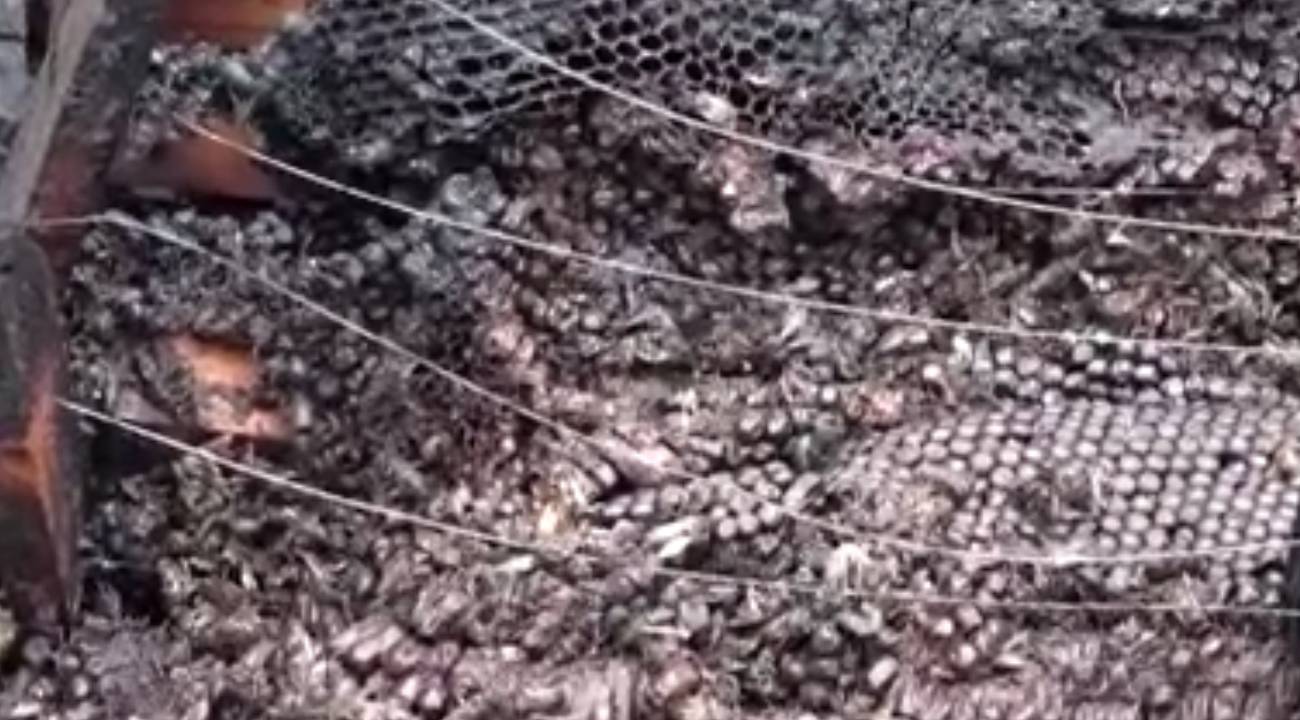 Alevlere uçan milyonlarca arı... Alarm zilleri çalıyor!