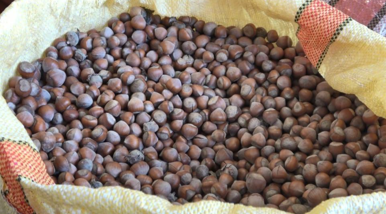 Serbest piyasada fındık fiyatları 300 liraya ulaştı-2