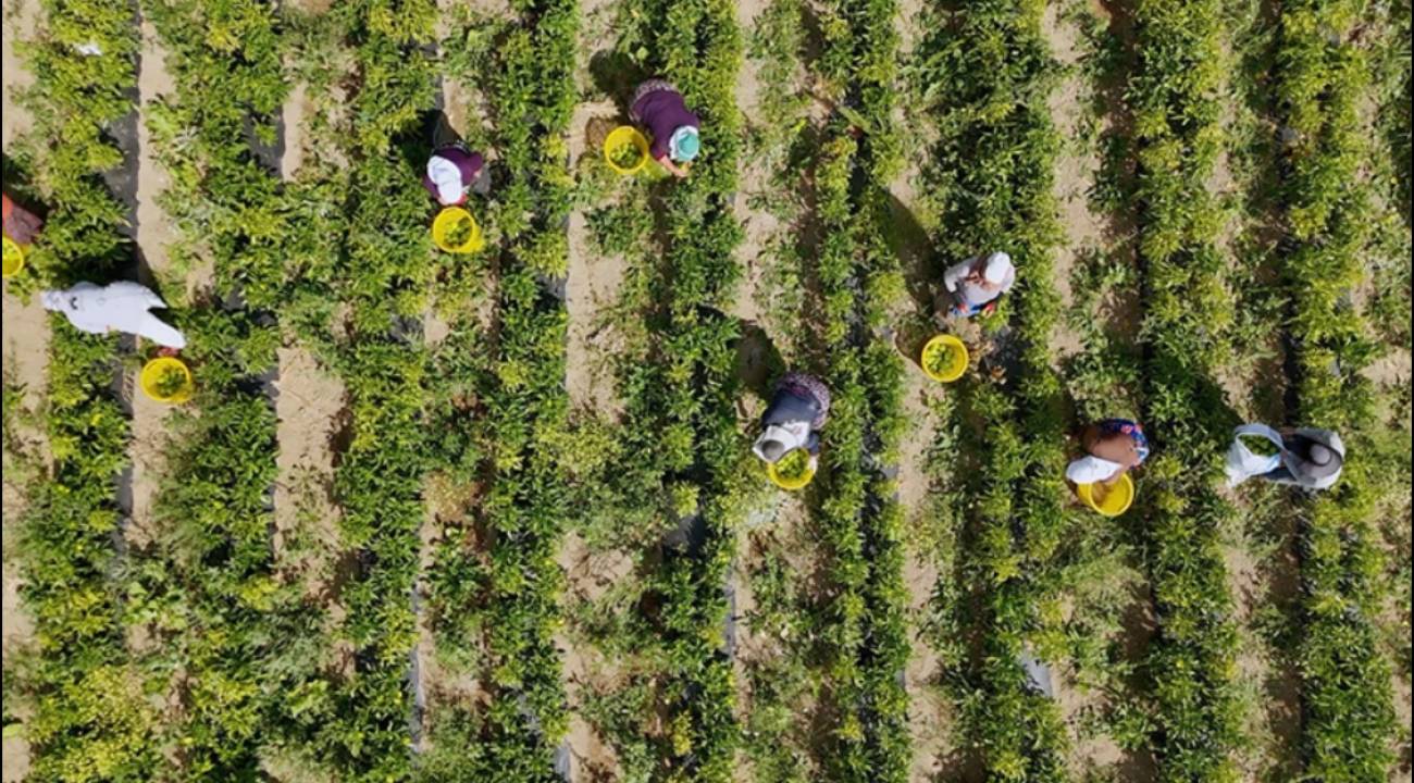 Çiftçilere 772 milyon 805 bin destek ödemesi yapılacak