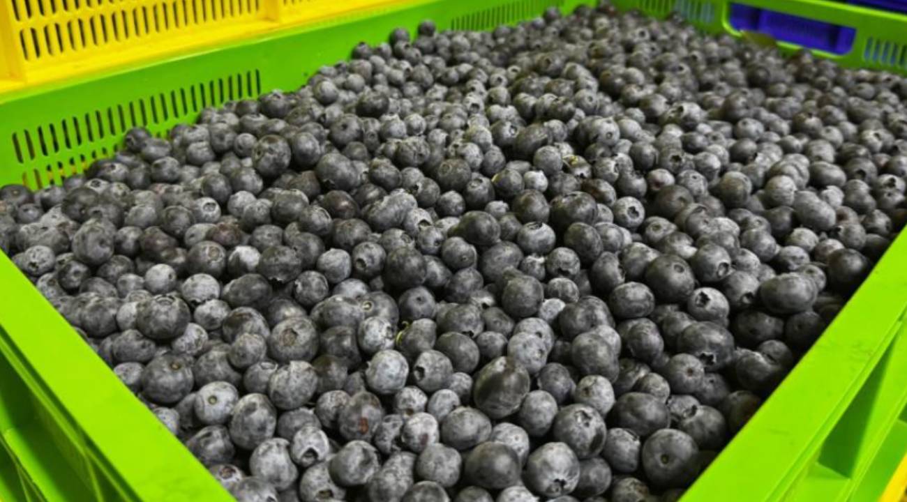 Elmalı'nın mavi altını: Uluslararası pazarda yer alıyorlar