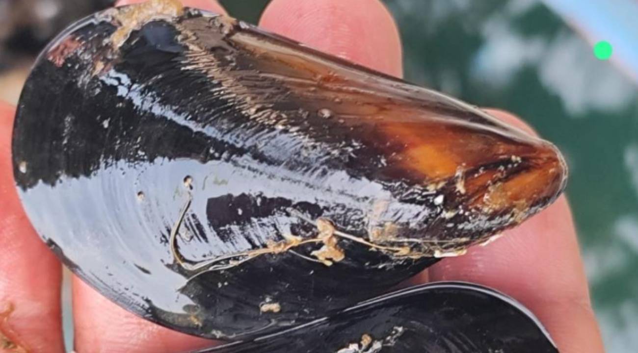 Midye yetiştiricilerinden kritik uyarı: "Türkiye'de binlerce ton kaçak midye tüketiliyor"