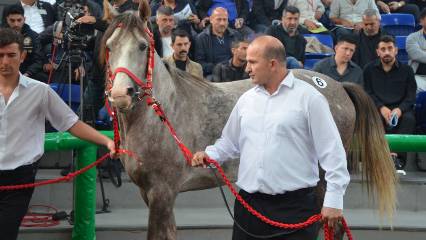 Günün rekortmeni 'Torlak'... İşte satış fiyatı