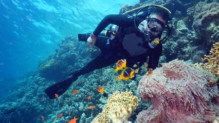 Engel tanımayan paletler: Kızıldeniz’in mercanları arasında bir azim öyküsü