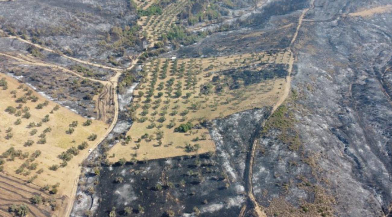 Çanakkale'nin Gelibolu ilçesinde çıkan orman yangını tamamen kontrol altına alındı.