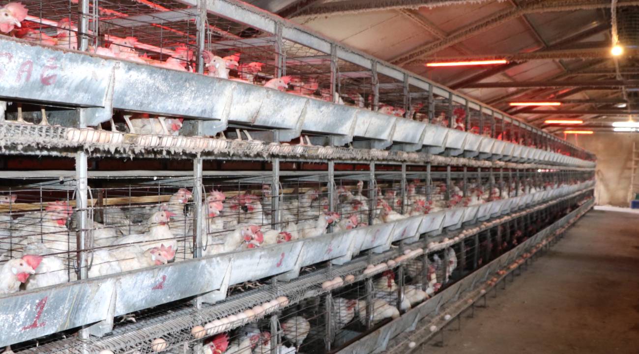 Yeri olmadığı için 210 metrekarelik çadırda 300 tavukla başladı... Şimdi ise 5 bin yumurta üretiyor...
