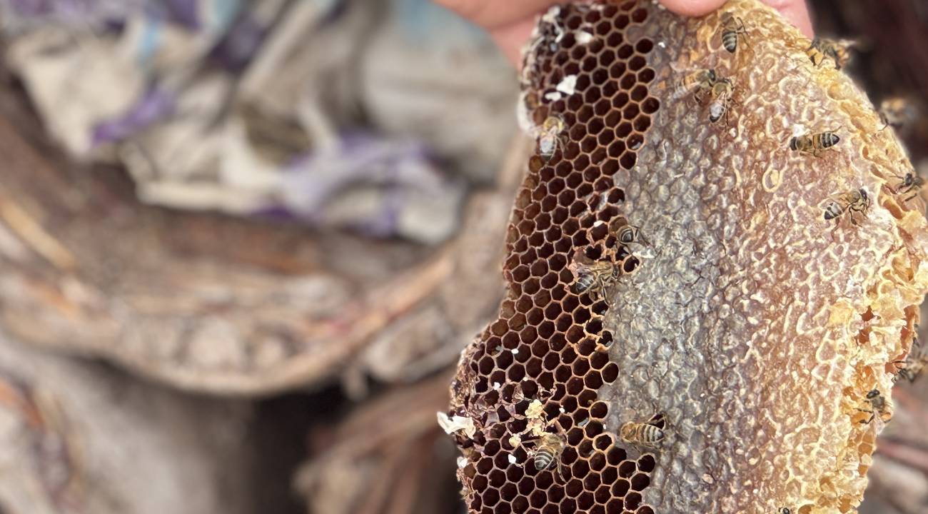 Florası zengin olan bölgeleri seçip, sepet örme kara kovan balı üretiyor... 400 polen tuzaklı boş kovan ve makine ekipman desteği verildi