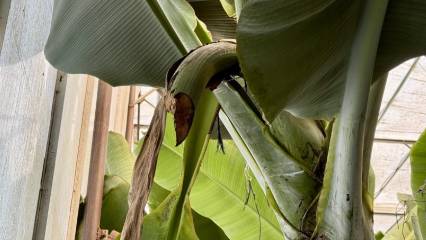 Mersin'de pes dedirten hırsızlık zinciri... Fiyatları yükselmişti!