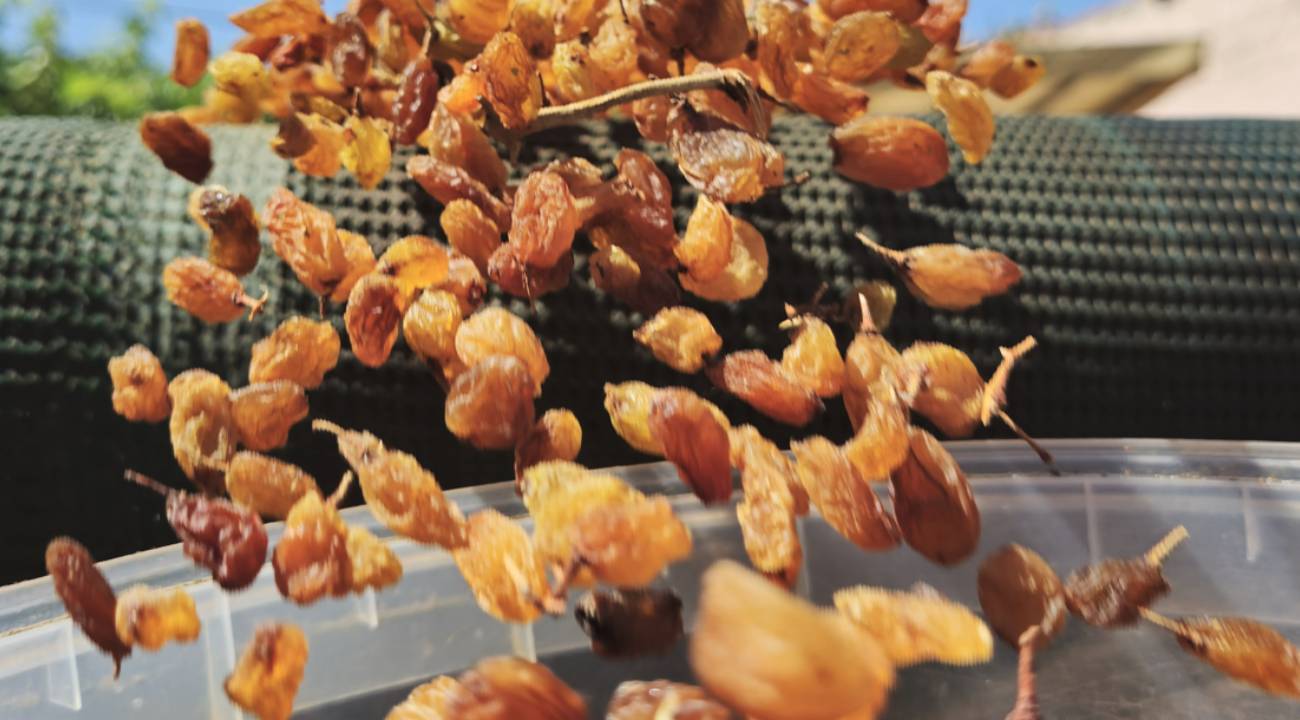 Türkiye kuru üzüm ihracatında fiyatta kazandı, miktarda kaybetti