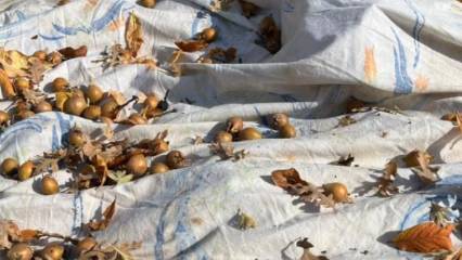 30 yıllık sır 'Beşbıyık' meyveleriyle açığa çıktı