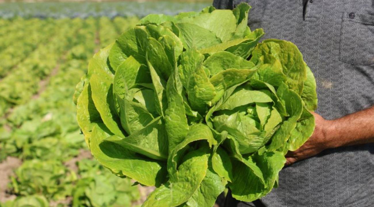 Yağmur bereketiyle marul 15 gün erken yetişti ama fiyatı uçtu