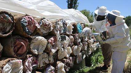100 kovanla başladı hedefi Avrupa... Üretim için 2500 rakımlı yaylalara çıkıyorlar