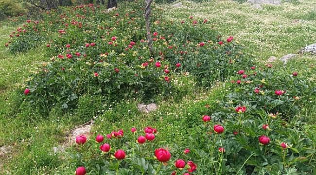 Kurumlara 3.5 milyon, şahıslara 700 Bin TL: Koruma altında, sadece fotoğrafını çekebilirsiniz