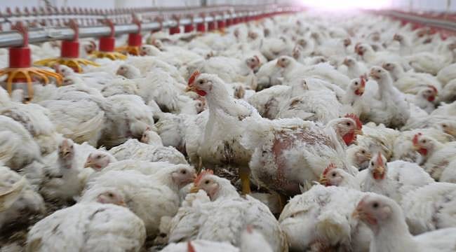 42 gramlık civcivleri 3 kiloya çıkardılar: 59 bin piliç ihracata hazır