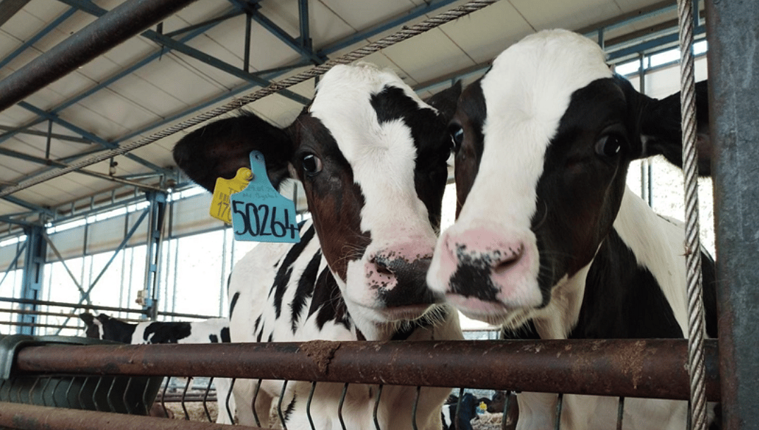 Doğum oranını %30 artıran yerli kit, Avrupa ve Asya yolcusu-1