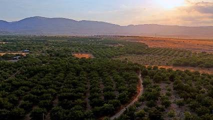 Malatya Kayısısının Ekonomik ve Ekolojik Önemi
