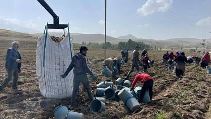 Topraktan fabrikaya: Cips ve dondurulmuş gıda oluyor