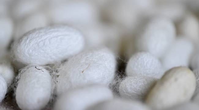 Hobi olarak başlamıştı... Sadece 40 günde 200 kilogram üretti