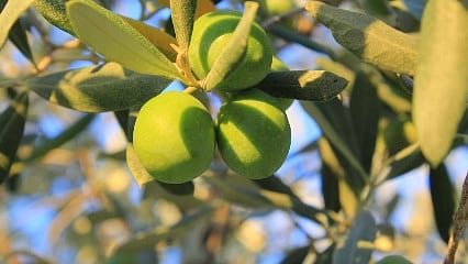 Zeytin üreticisinin 2026 hasat hesabı netleşti... İşte hesap tablosu