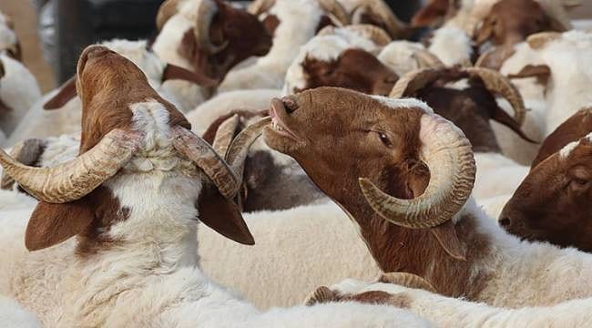 2026 Kurban Bayramı ne zaman? Kurban Bayramı hangi güne denk geliyor?