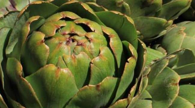 Tanesi tarlada 50 lira! Bursa’nın 'yeşil altını' hasat ediliyor