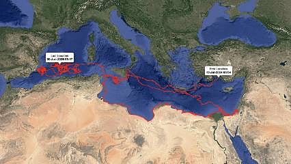 Altın, Gümüş, Flora ve Fauna dünyayı geziyor: Uydudan adım adım takip