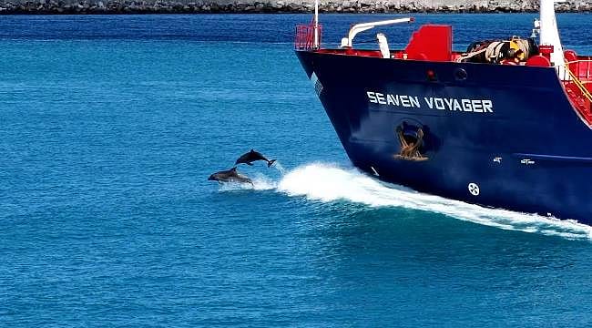 Tarihi Yarımada önünde görsel şölen: Yunuslar gemilerle yarıştı