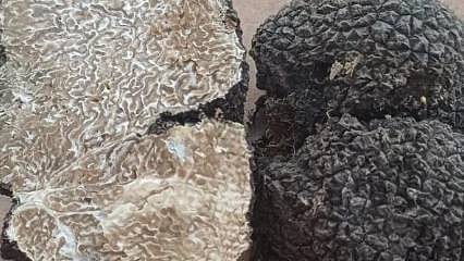 Kilosu 6 bin Euro'ya kadar çıkıyor: Bulmanın sırları eğitimli köpeklerle öğretildi