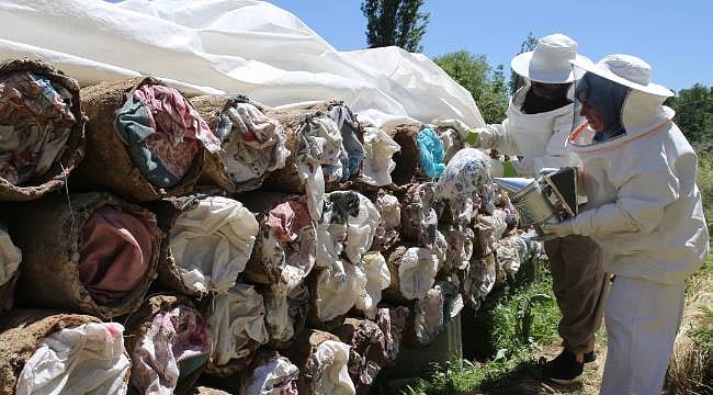 100 kovanla başladı hedefi Avrupa... Üretim için 2500 rakımlı yaylalara çıkıyorlar