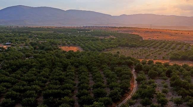 Malatya Kayısısının Ekonomik ve Ekolojik Önemi