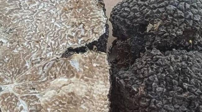 Kilosu 6 bin Euro'ya kadar çıkıyor: Bulmanın sırları eğitimli köpeklerle öğretildi