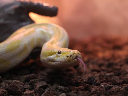 AVM'de piton baskını: Denizli'de yakalandı, Konya'da koruma altına alındı