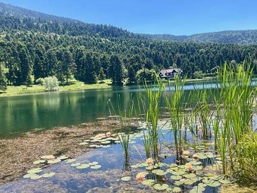 Fotoğraf çekerken dikkat! Nilüfer koparana 700 bin liraya yakın ceza