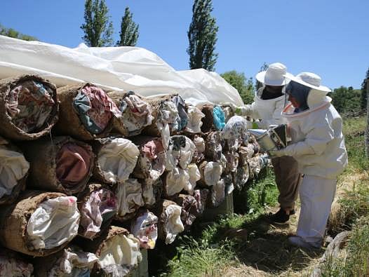 100 kovanla başladı hedefi Avrupa... Üretim için 2500 rakımlı yaylalara çıkıyorlar
