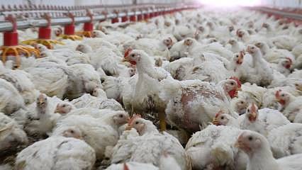 42 gramlık civcivleri 3 kiloya çıkardılar: 59 bin piliç ihracata hazır